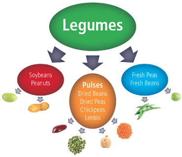 Breakdown of legumes