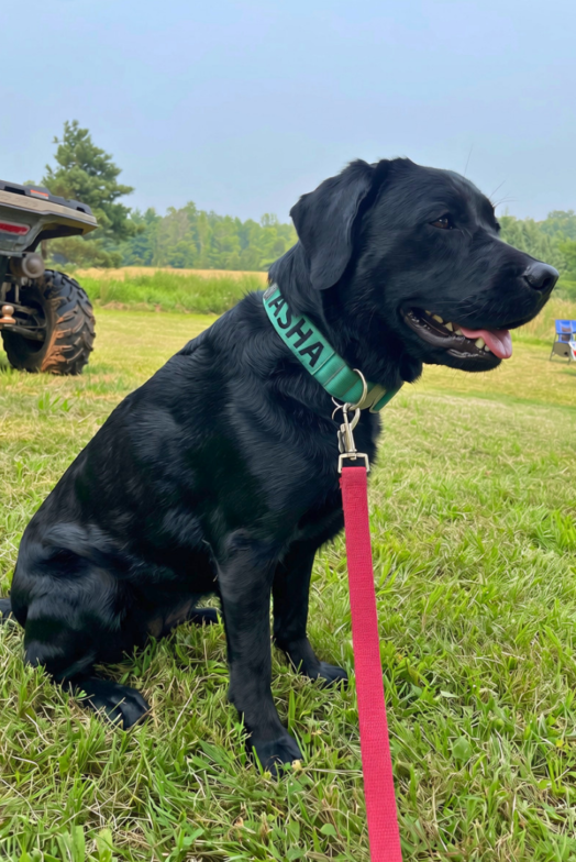 Asha NutritionRx Therapy Dog